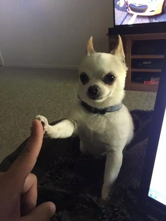 Chó cảnh Chihuahua thân thiết với con người. (Nguồn ảnh: Internet)
