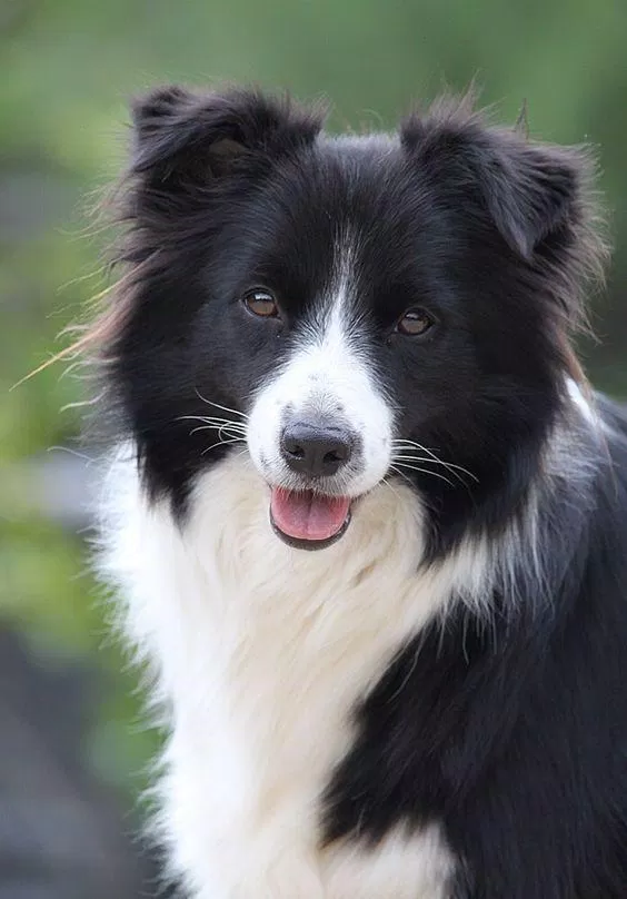 Tương tự đối với giống chó chăn gia súc Border Collies. (Nguồn ảnh: Internet)