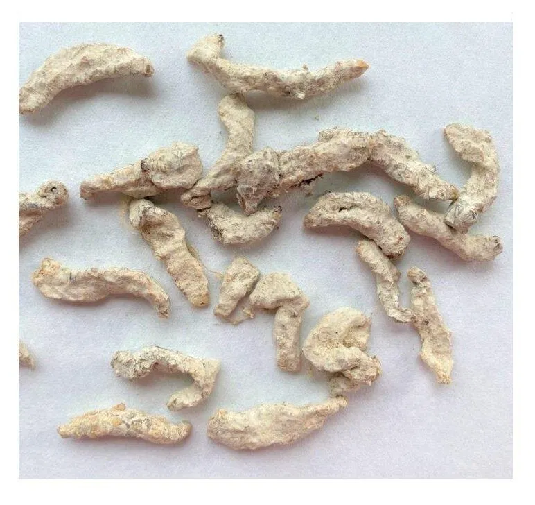 Bạch cương tàm (hoặc cương trùng, thiên trùng) (Nguồn: Internet).