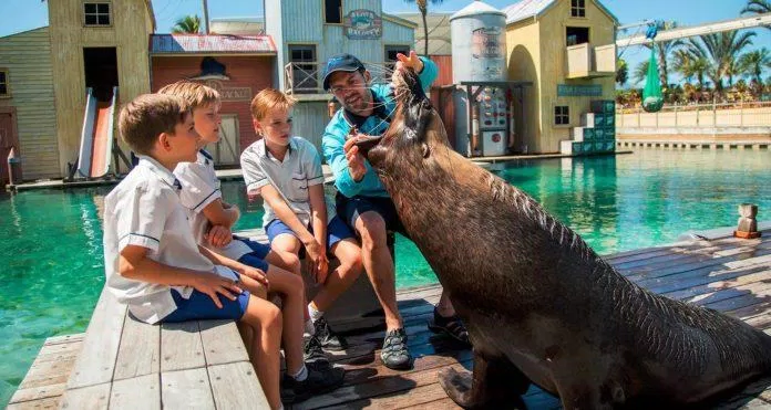Vui chơi với hải cẩu (Nguồn: Internet)