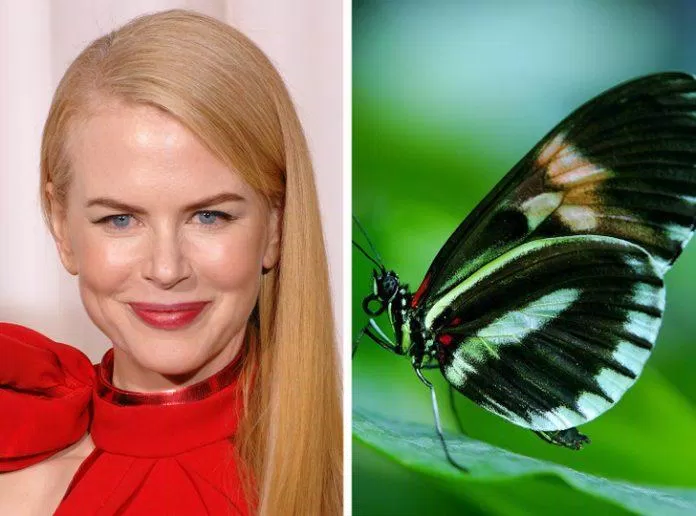 Nicole Kidman (ảnh: Internet)