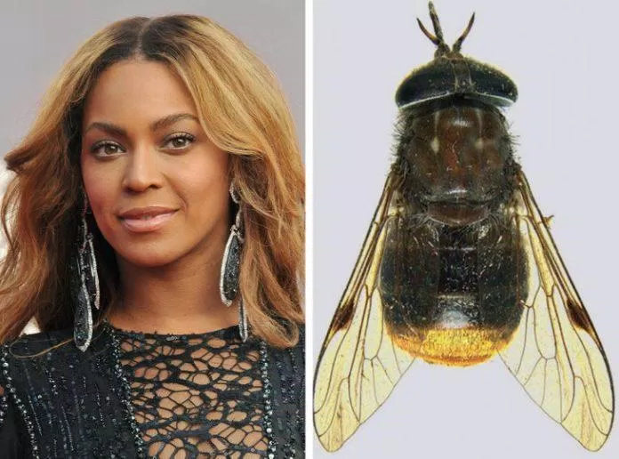 Beyoncé (ảnh: Internet)