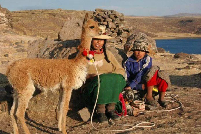 Người bản địa Nam Mỹ tôn thờ lạc đà vicuña và bộ lông của chúng (Nguồn: Internet)