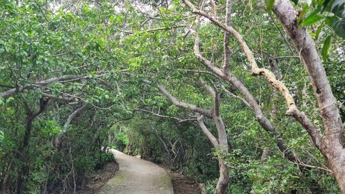 Khung cảnh bên trong khu rừng (Ảnh: sooyaaa). Khung cảnh bên trong khu rừng (Ảnh: sooyaaa).