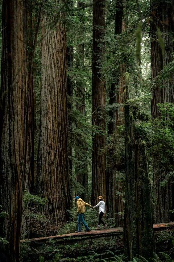Redwood nổi tiếng với những cây đại thụ lâu đời, có chiều cao đáng nể. (Nguồn ảnh: Internet)