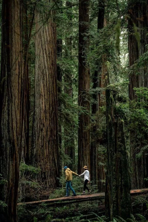 Redwood nổi tiếng với những cây đại thụ lâu đời, có chiều cao đáng nể. (Nguồn ảnh: Internet) Redwood nổi tiếng với những cây đại thụ lâu đời, có chiều cao đáng nể. (Nguồn ảnh: Internet)