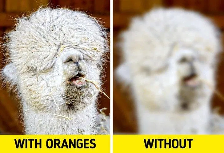 Ích lợi của cam cho sức khỏe (Ảnh: Internet)