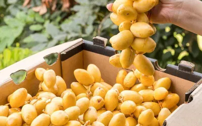 Quả chà là vừa ngon vừa tốt cho sức khỏe (Ảnh: Internet)