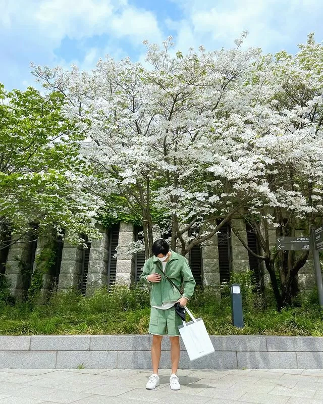 Hình ảnh check in của RM dưới hàng hoa anh đào trong khuôn viên Bảo tàng Quốc gia Hàn Quốc