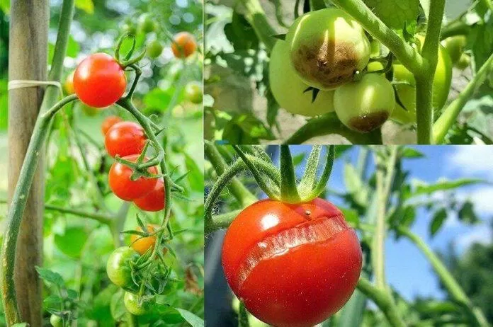 Cà chua hư hại khi chưa đến mùa thu hoạch (Ảnh: Internet)