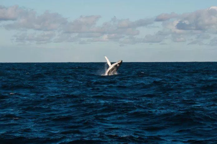 Chú cá voi giữa đại dương rộng lớn (Nguồn ảnh: Internet)