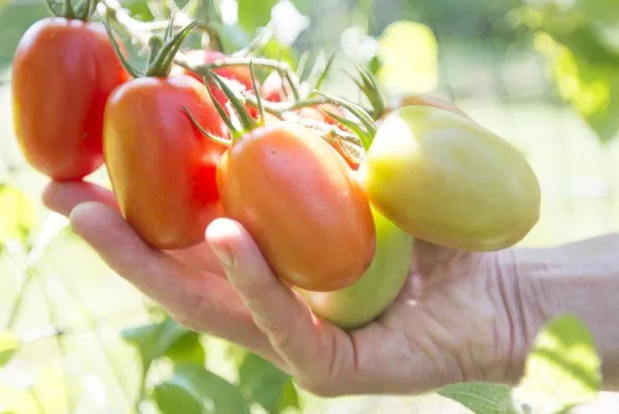 Cách hái cà chua đúng chuẩn (Ảnh: Internet)