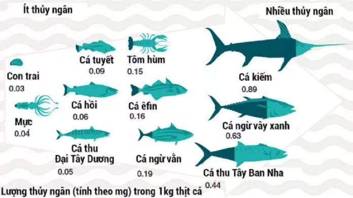 Cá càng to thì hàm lượng thủy ngân càng nhiều (Ảnh: Internet) Cá càng to thì hàm lượng thủy ngân càng nhiều (Ảnh: Internet)