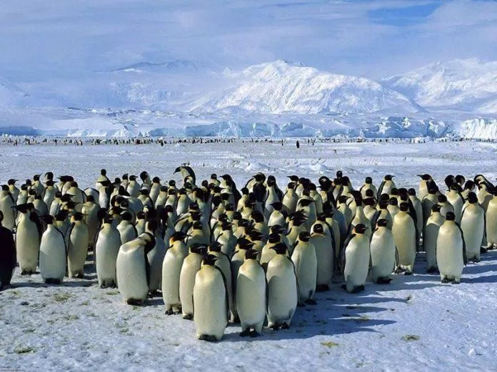 Nam Cực là vương quốc của chim cánh cụt (Nguồn: Internet)