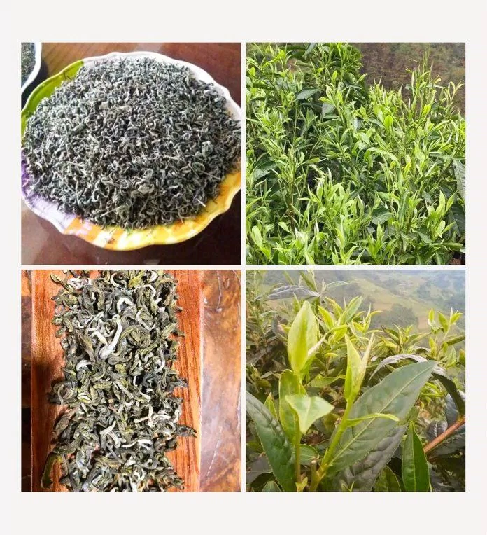 Chè shan tuyết Hà Giang (Nguồn: Internet)