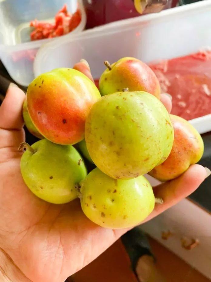 Táo mèo tại Hà Giang (Nguồn: Internet_