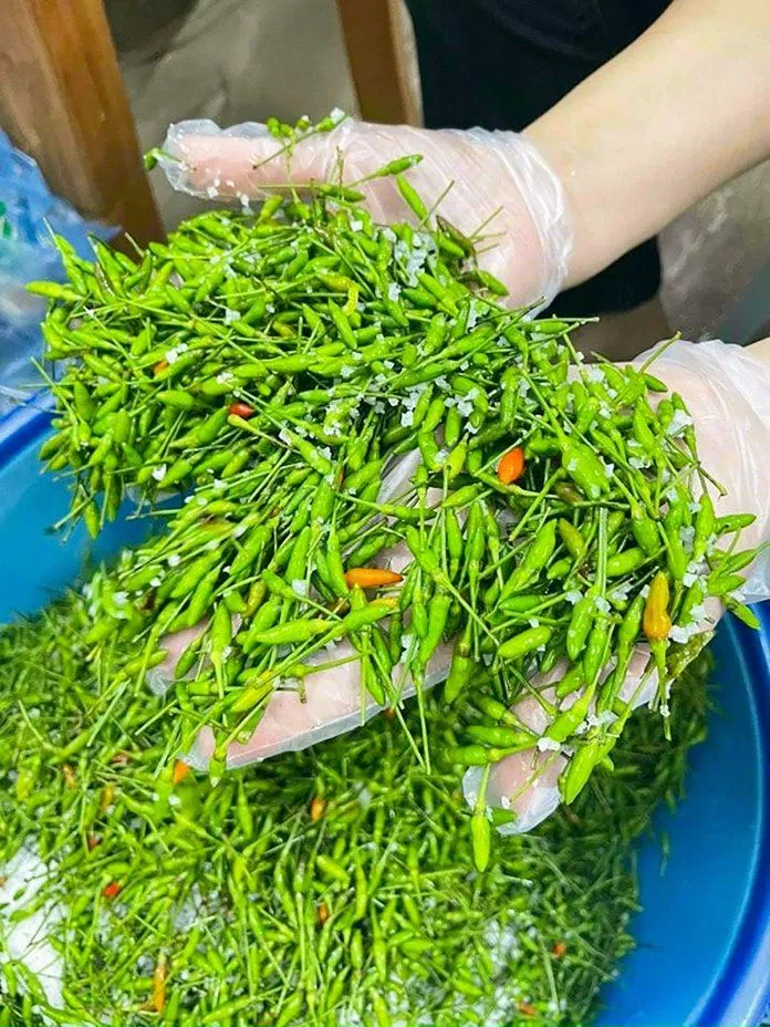 Ớt gió Hà Giang (Nguồn: Internet)