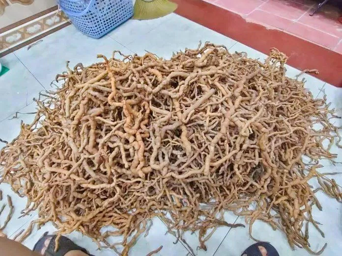 Ba kích rừng tại Hà Giang (Nguồn: Internet)