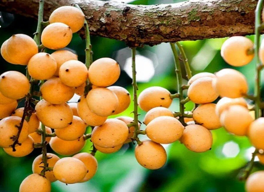 Đặc sản dâu Hạ Châu. (Ảnh: Internet)