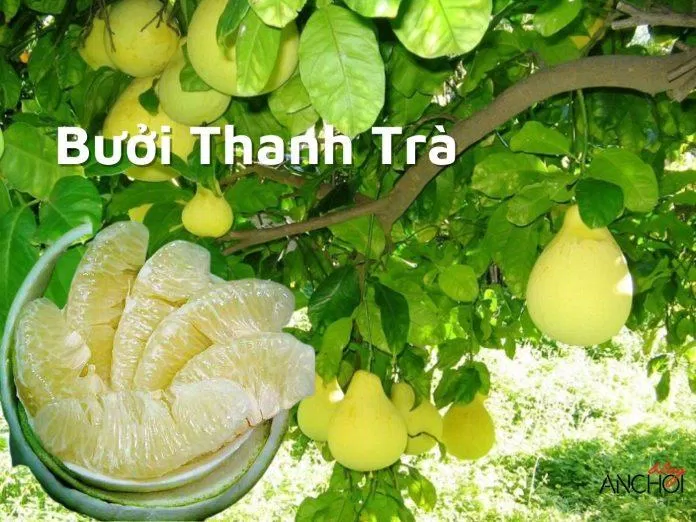 Thanh trà xứ Huế ngọt thanh (nguồn: BlogAnChoi) Thanh trà xứ Huế ngọt thanh (nguồn: intrernet)