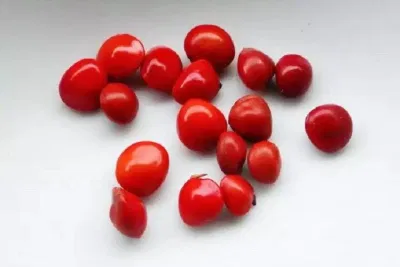 Hồng đậu hay còn gọi là đậu tương tư - biểu tượng của Lễ tình nhân Trung Quốc. (Ảnh: Internet)