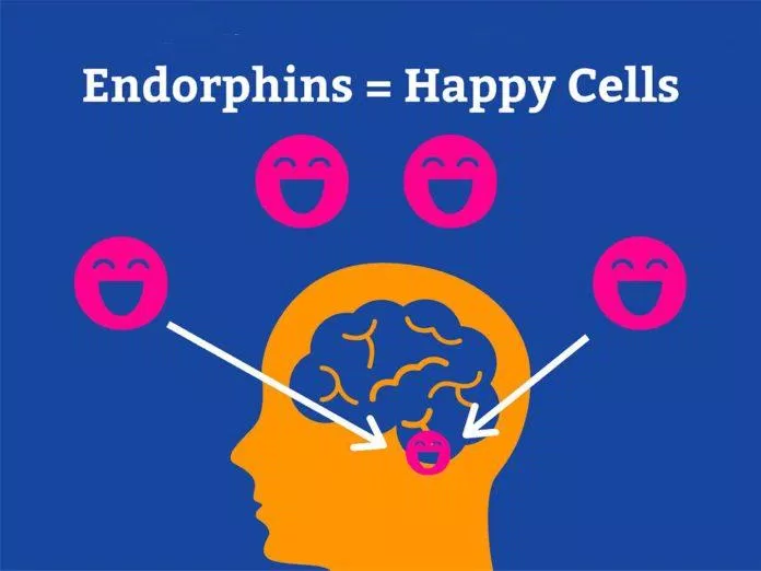 Hormone endorphin (Nguồn: Internet)