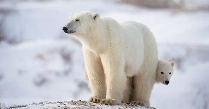 Vùng cực Bặc này là nơi sinh sống của loài gấu Bắc Cực (Nguồn: Internet)