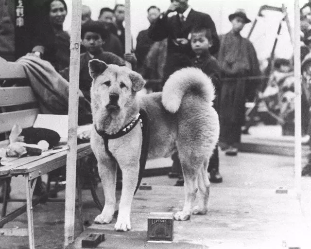 Hachiko: Chú Chó Trung Thành (Ảnh: Internet)