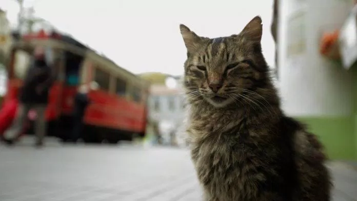 Phim Thế Giới Loài Mèo (Ảnh: Internet)