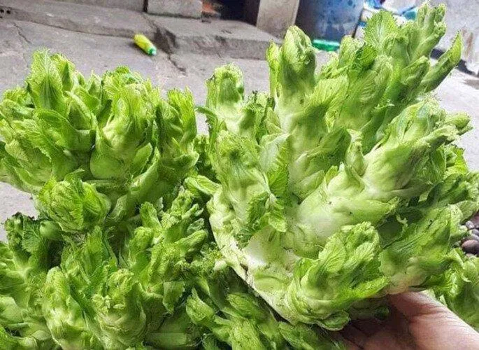 Mầm đá Sapa thích hợp với điều kiện lạnh (Nguồn: Internet)