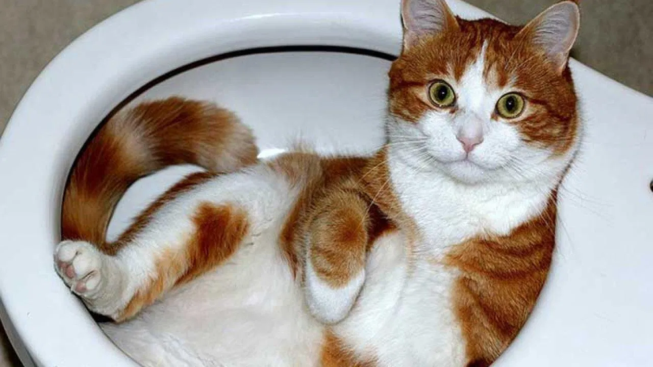 Thói quen giấu "sản phẩm" của "quàng thượng" được di truyền từ tổ tiên (Nguồn: Internet)