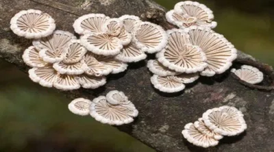 Nấm chân chim có dạng hình quạt, phủ lớp lông trắng (Nguồn: Internet)