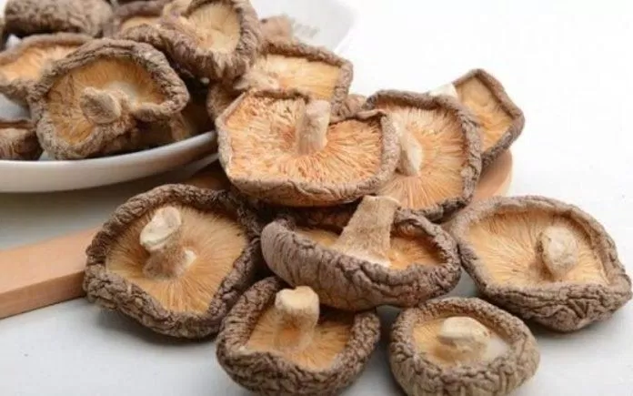 Nấm hương rừng có lượng dinh dưỡng cao và được sử dụng nhiều trong Đông dược (Nguồn: Internet)
