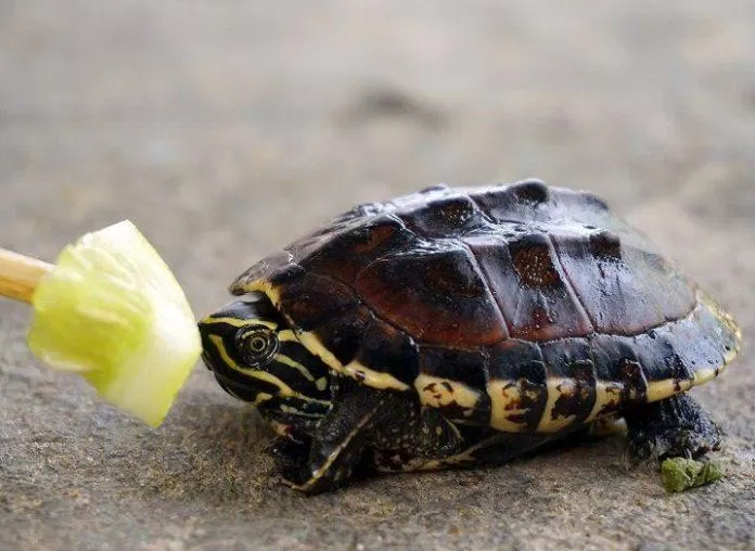 Rùa là mọt lựa chọn không tồi nếu bạn muốn nuôi thú cưng (ảnh: internet)