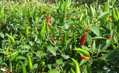 Ớt thóc - nguyên liệu chính để làm nên tương ớt Mường Khương (Nguồn: Internet)