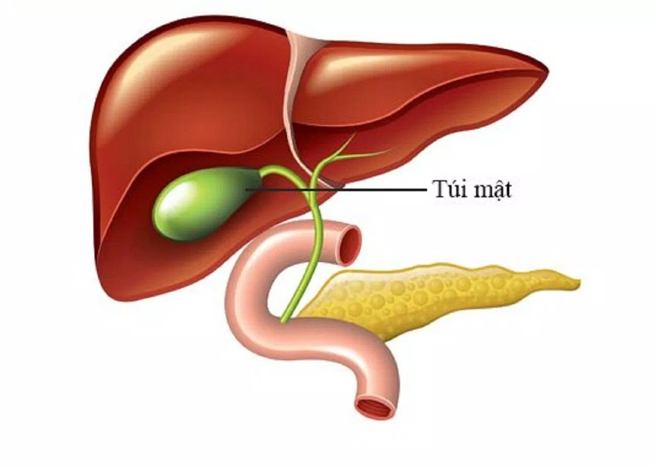 Túi mật có vai trò tiêu hóa chất béo trong hệ tiêu hóa (Nguồn: Internet)