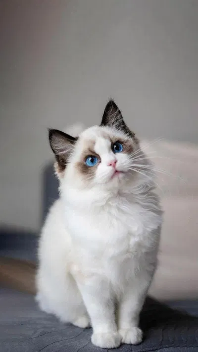 Ragdoll Cat như một cục bông lớn. (Nguồn ảnh: Internet)