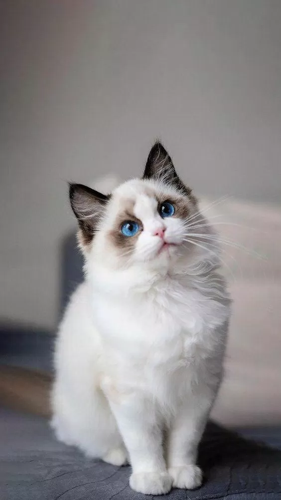 Ragdoll Cat như một cục bông lớn. (Nguồn ảnh: Internet)