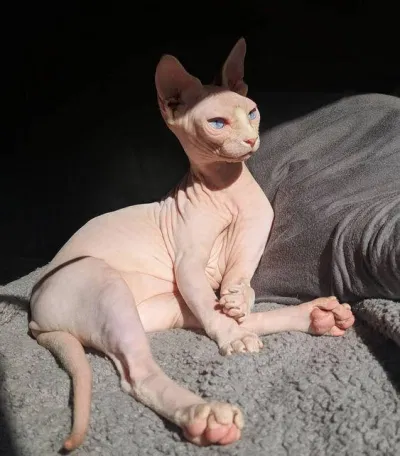 Sphynx hay còn gọi là mèo nhân sư. (Nguồn ảnh: Internet)