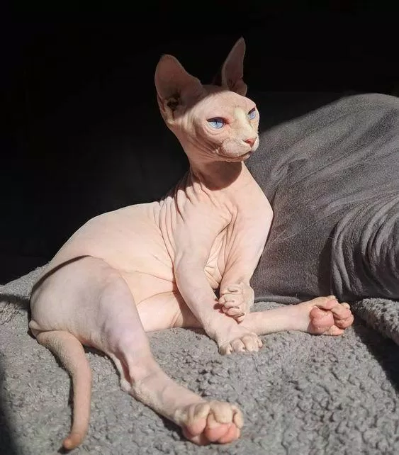 Sphynx hay còn gọi là mèo nhân sư. (Nguồn ảnh: Internet)