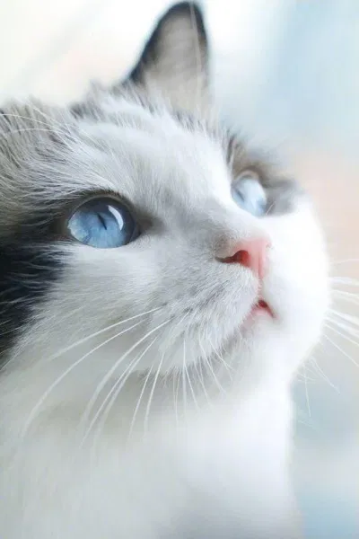 Đôi mắt xanh dương cực đẹp của Ragdoll. (Nguồn ảnh: Internet)