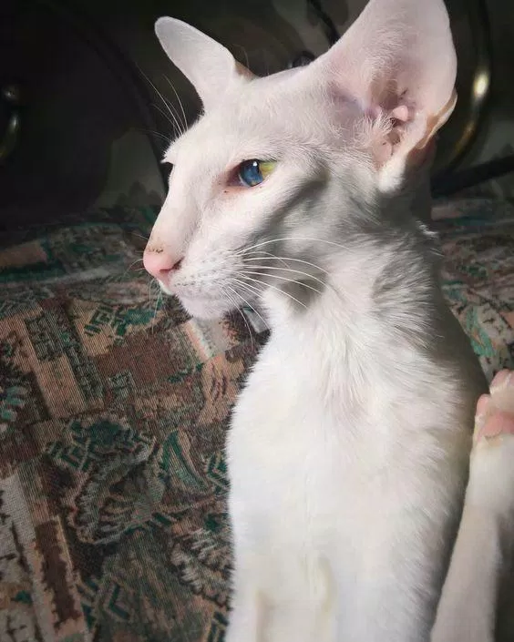 Oriental Shorthair với đôi tai lớn đặc trưng. (Nguồn ảnh: Internet)