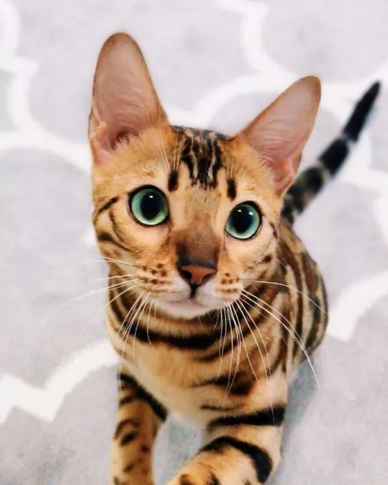 Một chú mèo Bengal con đáng yêu. (Nguồn ảnh: Internet)