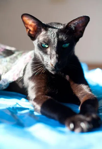Oriental Shorthair đen thuần. (Nguồn ảnh: Internet)