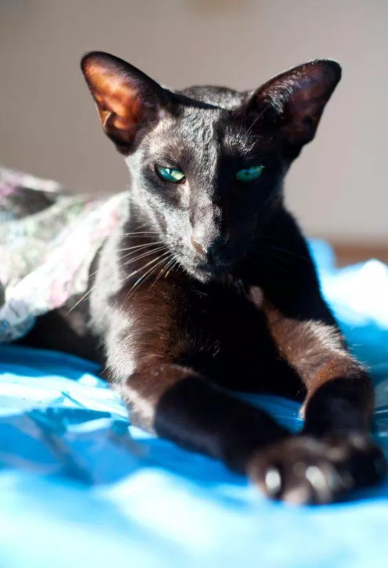 Oriental Shorthair đen thuần. (Nguồn ảnh: Internet)