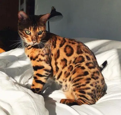 Bengal có hoa văn như một chú báo rừng. (Nguồn ảnh: Internet)