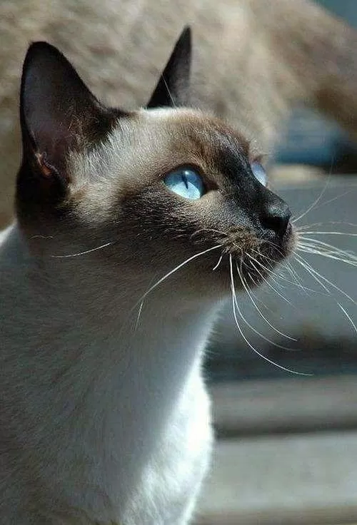 Mèo Xiêm.  (Nguồn ảnh: Internet)