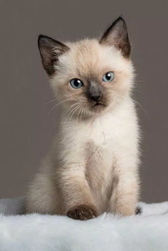 Mèo Xiêm khi còn bé.  (Nguồn ảnh: Internet)