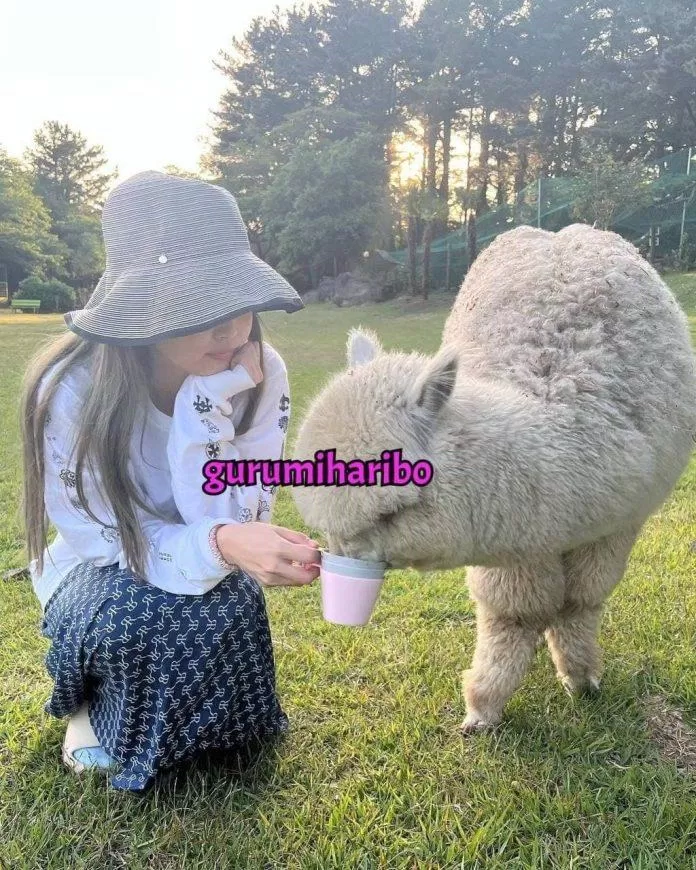 Jennie vui chơi bên cạnh chú Alpaca (Ảnh: Internet)