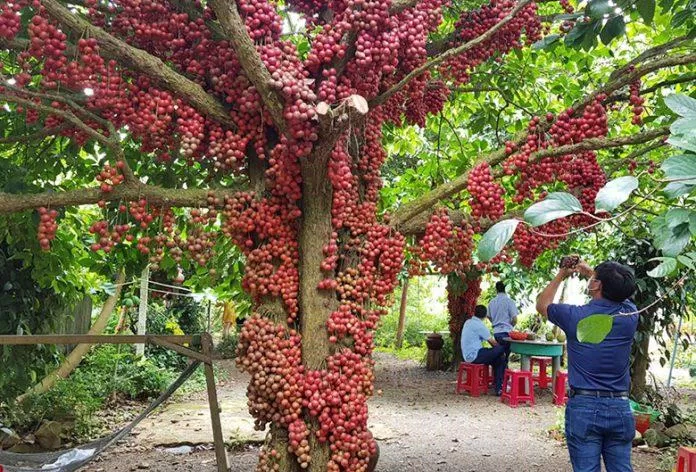 Vườn đỏ vào mùa tại Cao nguyên Vân Hòa (Nguồn: Internet)